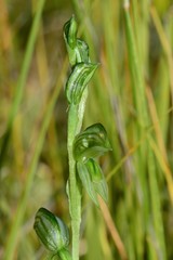 Pterostylis chlorogramma