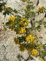 Haematoxylum brasiletto