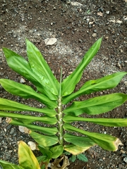 Alpinia galanga