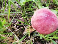 Russula sanguinea