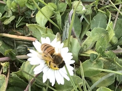 Apis mellifera