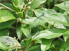 Enallagma exsulans