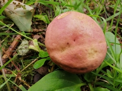 Russula sanguinea