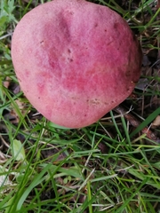 Russula sanguinea