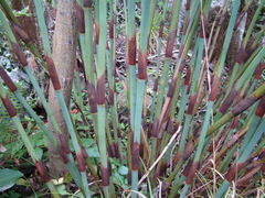 Restio quadratus