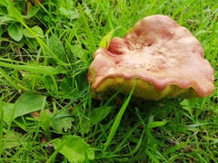 Russula sanguinea