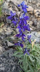 Delphinium brachycentrum