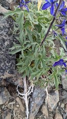 Delphinium brachycentrum