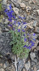 Delphinium brachycentrum