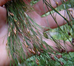 Restio quadratus