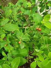 Rauvolfia tetraphylla