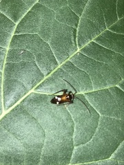 Eustictus