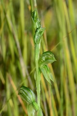Pterostylis chlorogramma