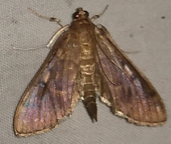 Herpetogramma sphingealis