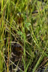 Pterostylis chlorogramma