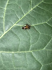 Eustictus