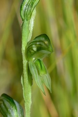 Pterostylis chlorogramma