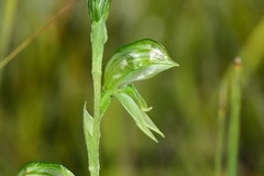 Pterostylis chlorogramma