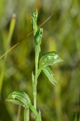 Pterostylis chlorogramma