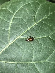 Eustictus
