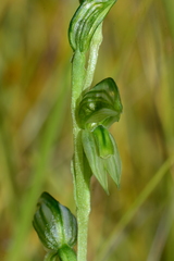 Pterostylis chlorogramma