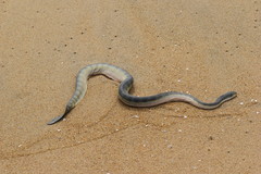 Hydrophis schistosus