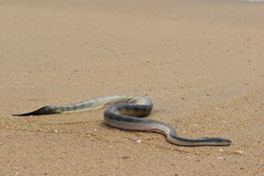 Hydrophis schistosus