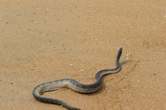 Hydrophis schistosus