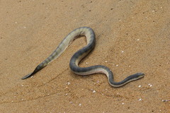 Hydrophis schistosus