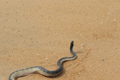 Hydrophis schistosus