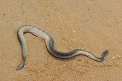 Hydrophis schistosus