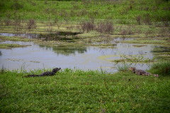 Caiman crocodilus chiapasius