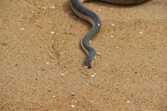 Hydrophis schistosus