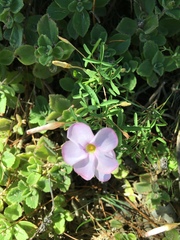 Oxalis ciliaris