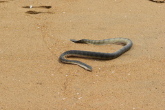 Hydrophis schistosus