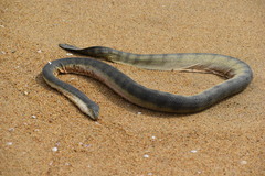 Hydrophis schistosus