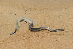 Hydrophis schistosus