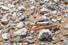 Ophisops leschenaultii