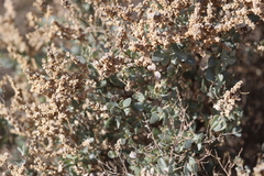 Chenopodium parabolicum