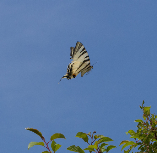 Scarce swallowtail