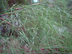Restio quadratus