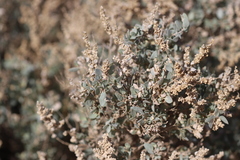 Chenopodium parabolicum