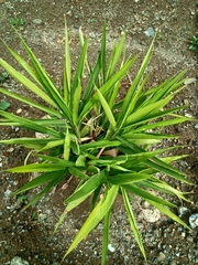 Alpinia calcarata