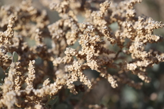 Chenopodium parabolicum