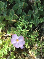 Oxalis ciliaris