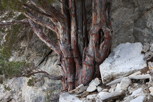 San Pedro cypress