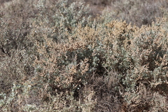 Chenopodium parabolicum