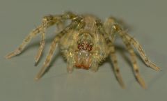 Rapua australis