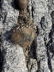 Mammillaria petrophila