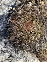 Mammillaria petrophila